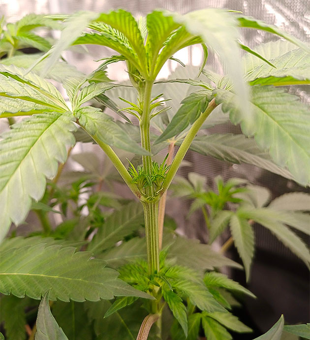 Новые ветки и темнеющие листья