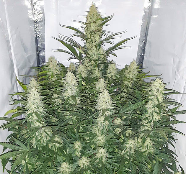 Куст марихуаны с массивными соцветиями