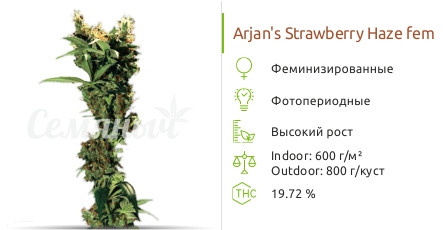 Сорт конопли Arjan's Strawberry Haze Arjan's Strawberry Haze fem (Green House Seeds)