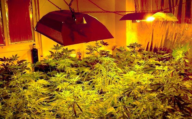 Гроурум освещаемый ДНаТ лампами