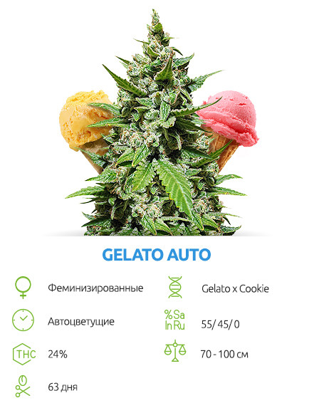 Сорт конопли Gelato Auto Gelato Auto от Семяныча