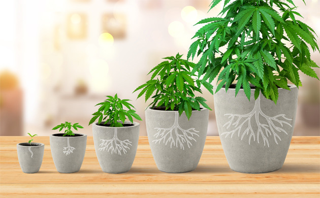 Цель пересадки марихуаны Развитие корневой системы