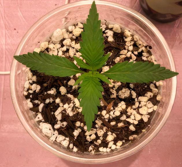 Каннабис сорта Punchberry Cookies RBX от ETHOS Genetics