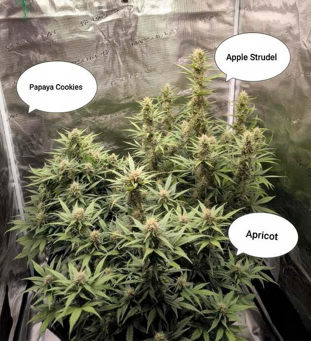 Apple Strudel Auto от FastBuds