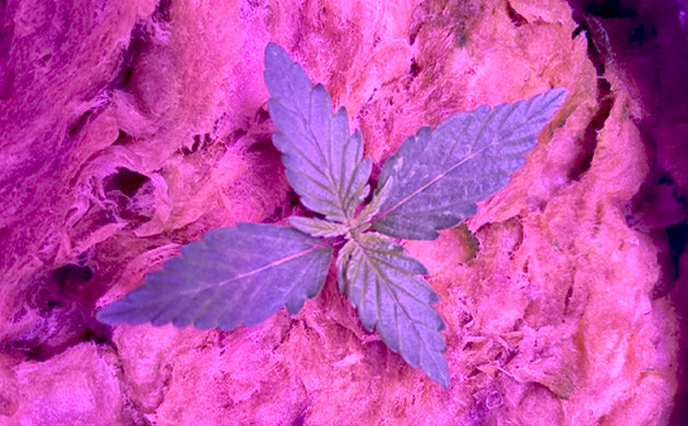 Росток в минеральной вате Появление третьей пары листьев