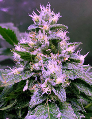 Осталось немного до созревания конопли