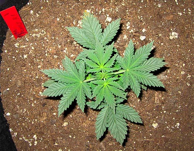 Растишка 10th Planet R1 на 3 неделе выращивания