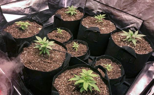 Большие и маленькие горшки кустов