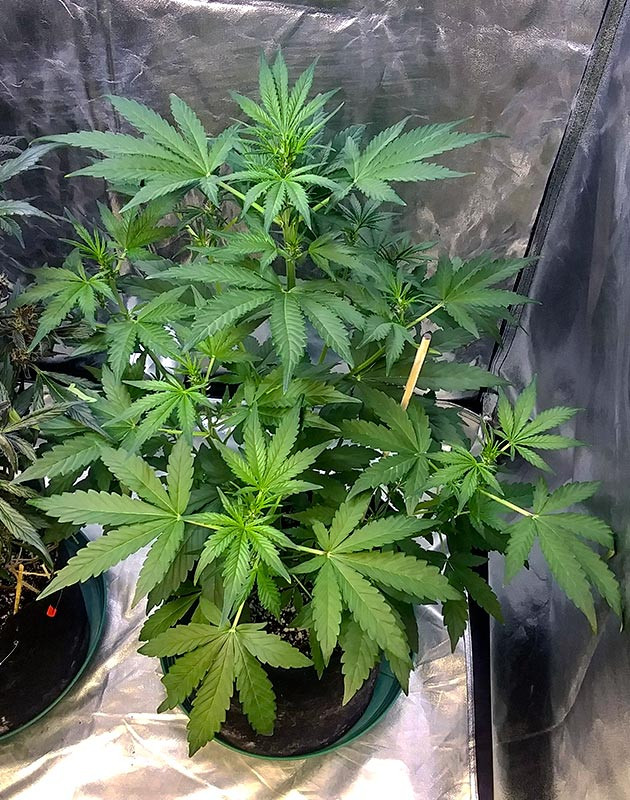 Куст высотой 50 см