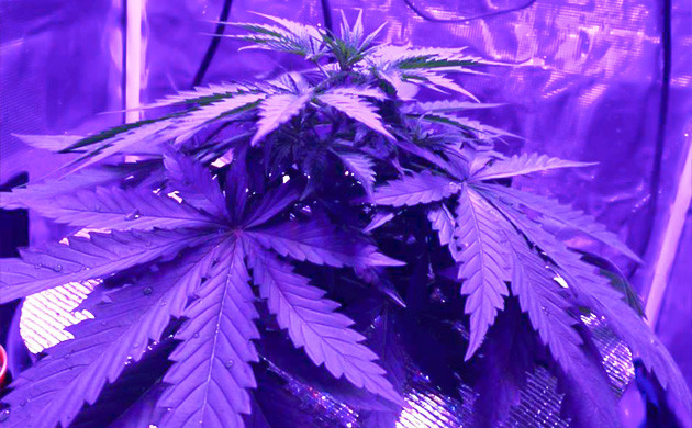 Выполнение техники LST Куст ростом 19 см