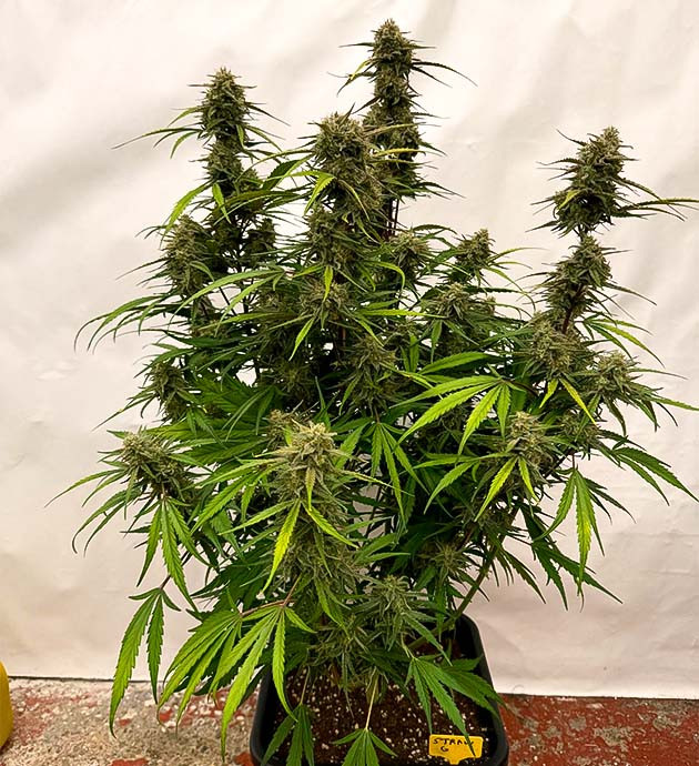 Последние порции подкормки и начало промывки конопли Куст Strawberry Gorilla Auto на 9-10 неделе