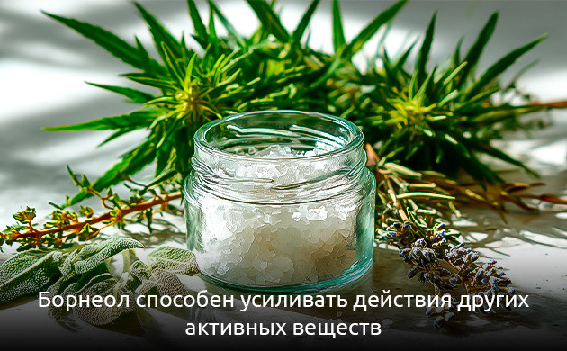 Борнеол в каннабисе и его эффект