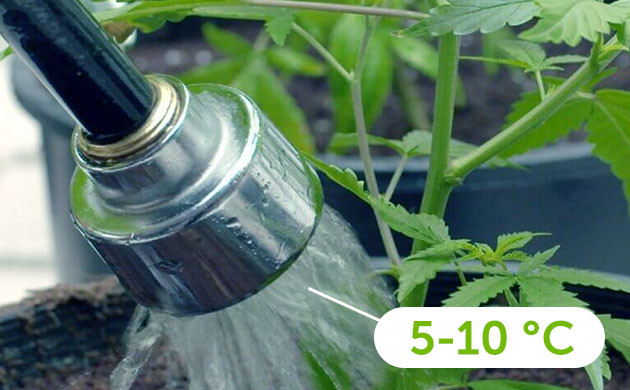 Полив конопли водой с температурой 5-10 °C