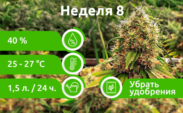 Неделя 8: Промывка конопли