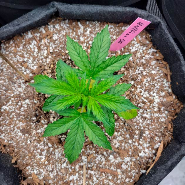 Растишка Hellfire OG Auto от 7CH American на 2 неделе