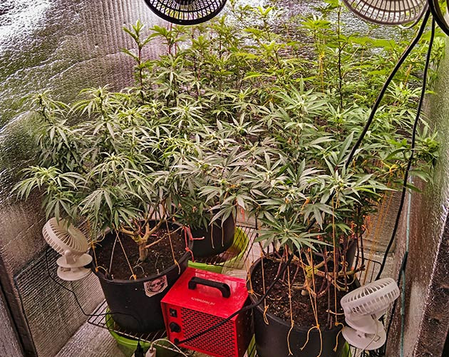 Активный рост марихуаны