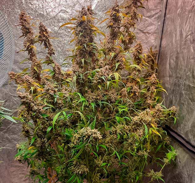 Впечатления от сорта Johnny Cage Auto Итоги выращивания конопли Johnny Cage Auto
