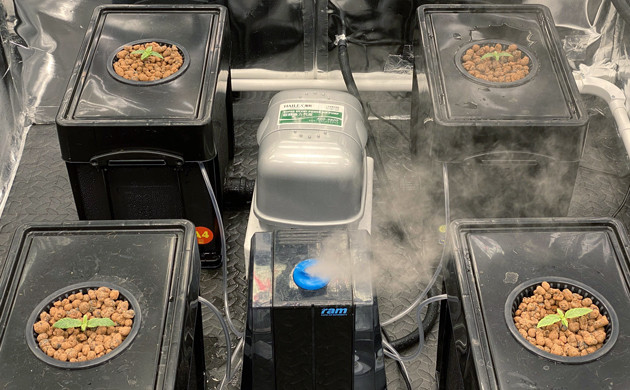 8-сантиметровые ростки в гидропонной установке