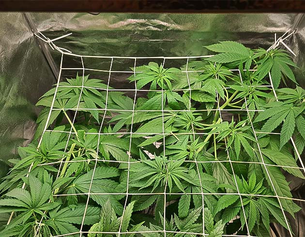 перемещение растении Chemical Bride в гроубокс