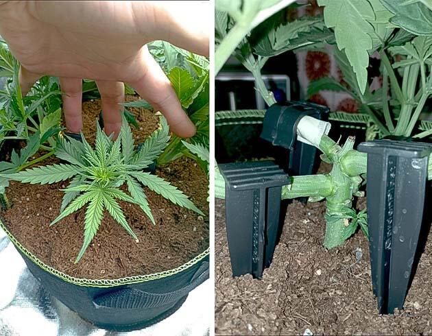 Начало цветения 5 неделя White Widow Auto от FastBuds