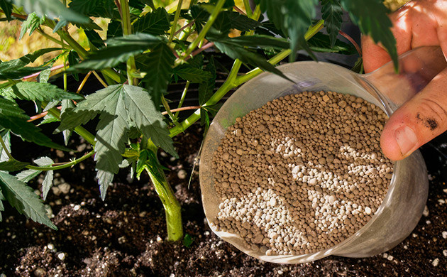 Подкормка и удобрения для сативы Минеральный состав для сативы