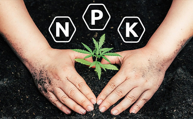 Как сделать удобрения для конопли Как приготовить органические удобрения