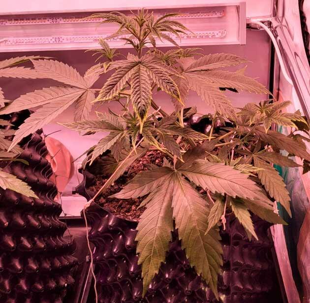 Куст ростом 25 см и начало тренировки LST Куст Grand Gorilla Purple Auto на 4 неделе выращивания