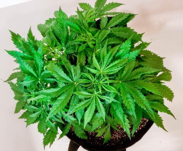 Куст Northern Lights 10 of 10 от Seedkeepers на 5 неделе