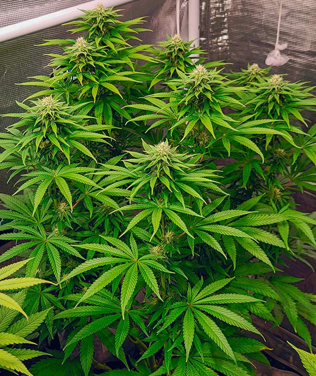 Цветение и развитие DDoS #33 Начало цветения DDoS #33