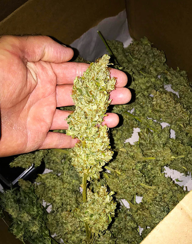 Сухие шишки марихуаны