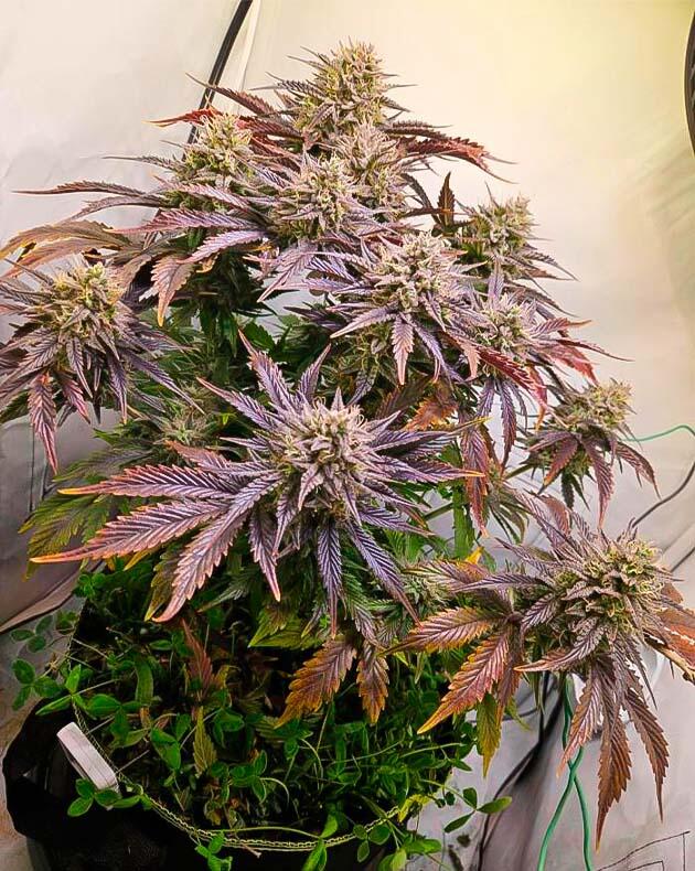 Фруктовый аромат с мятным флёром Куст Lemon Cherry Gelato Auto R3 на 6 неделе цветения