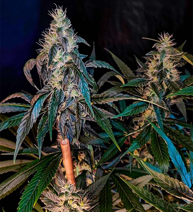 Sweet Cherry Pie репорт по выращиванию