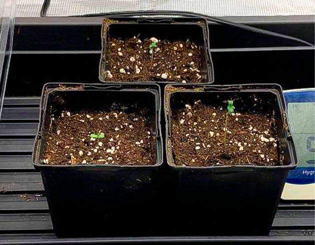 Проращивание сорта Gorilla Glue #4 от Blimburn Seeds 