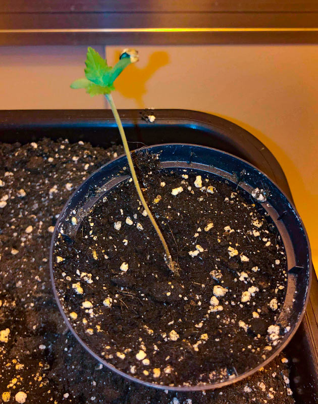 Росток Zkittles Auto от Семяныча