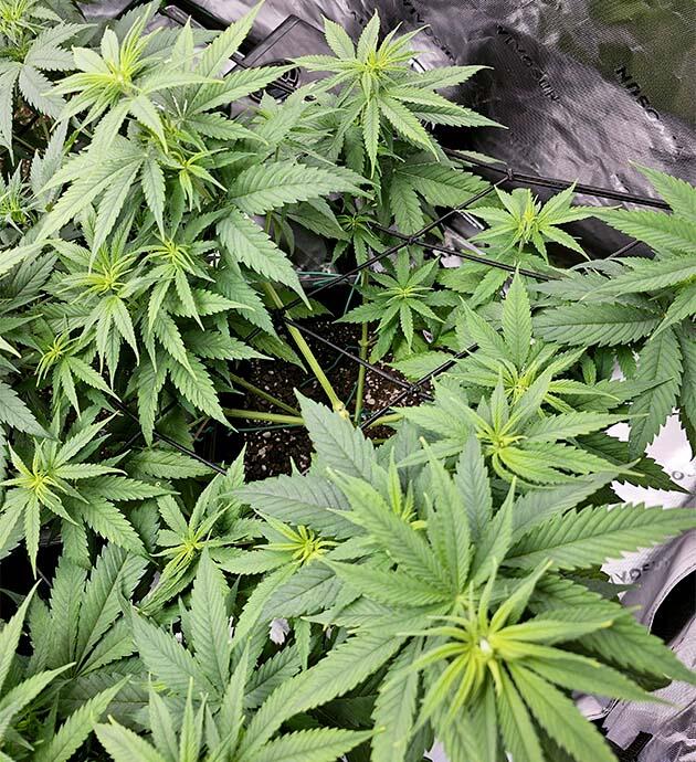 Смена режима освещения и удобрения для конопли Куст Apple Betty на 7 неделе развития