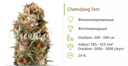 Сорт конопли Chemdawg Chemdawg fem от Humboldt Seeds