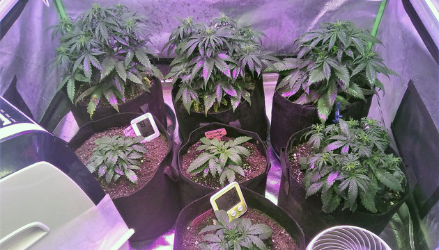 Сорта марихуаны в гроубоксе