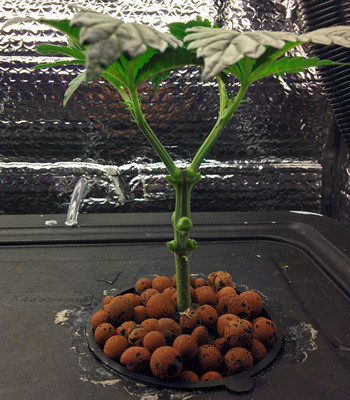 Марихуана Fruit Punch fem на 30 день роста