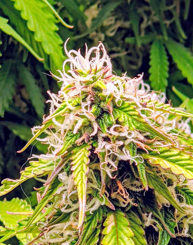 Цветение куста Gorilla Glue Auto