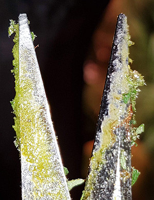 Ножницы в смоле