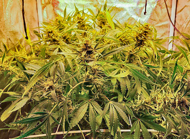 11 неделя выращивание сорта Cap Junky