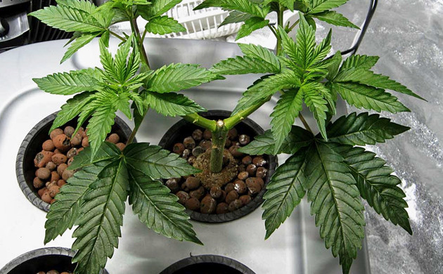 Метод тренировки конопли Майн Лайнинг Методика тренировки конопли Mine Lining