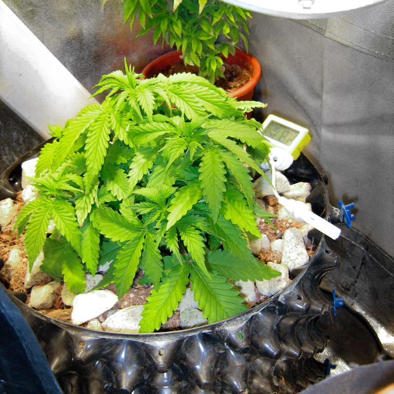 Восстановление куста и набор зеленой массы