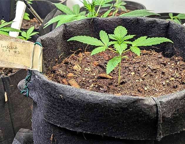 Кусты Peach Crescendo Auto RF3 на 2 неделе развития