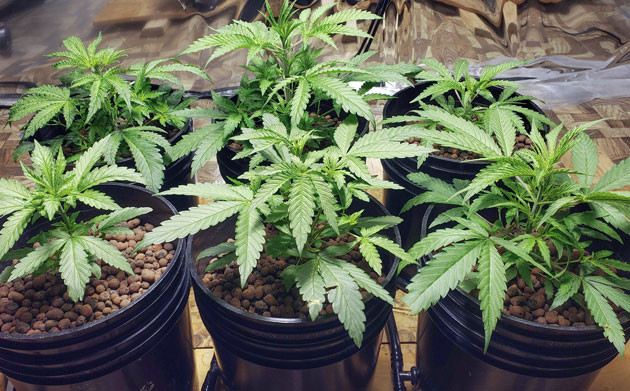 Уход за растениями Мимоза Шот