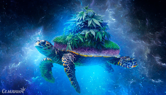 Мифы про аутдорное выращивание Мифы про выращивание в аутдоре