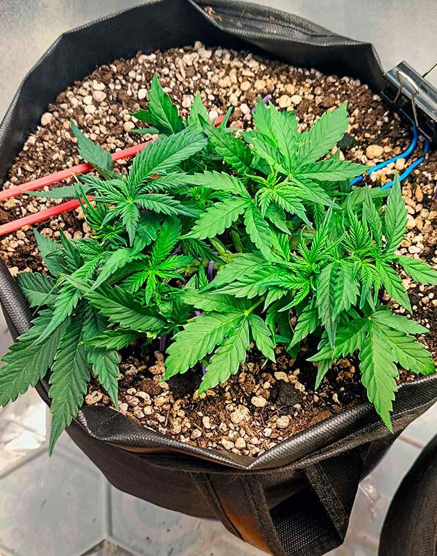 Куст Crystal WW Autoflower на 5 неделе развития