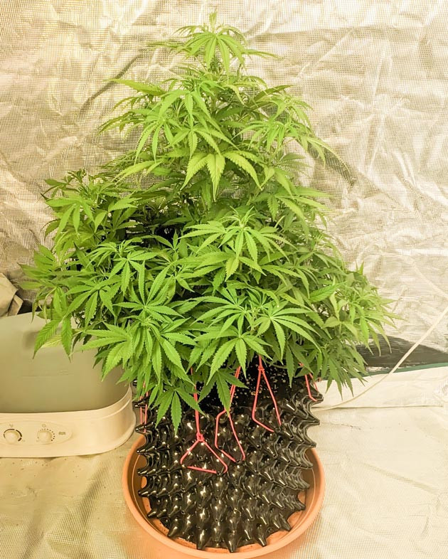 Удобрения и уход за Zoap