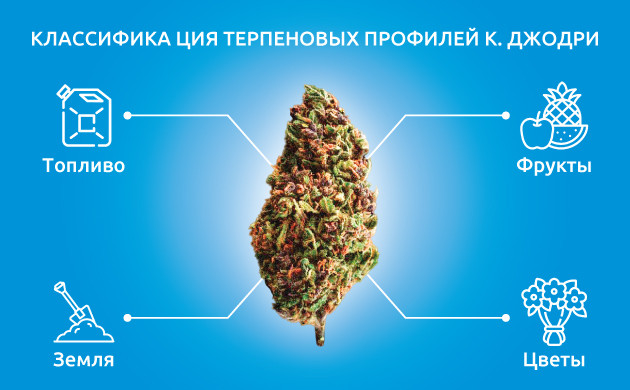 4 категории ароматов, к одной из которых можно отнести любой существующий сорт каннабиса Классификация терпеновых профилей Кевина Джодри