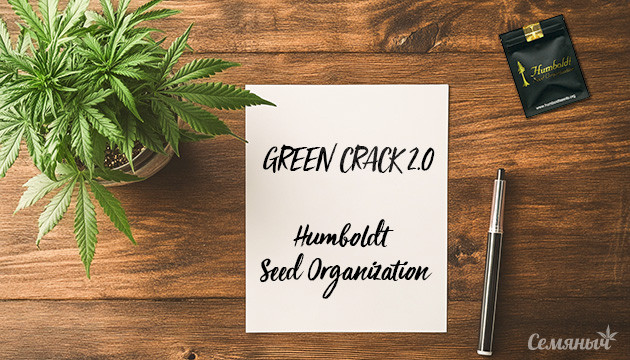 Сорт конопли Green Crack 2.0 от Humboldt Seed Organization